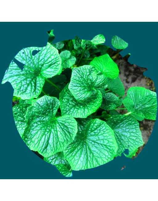 Wasabi Arugula, Japanese Wasabi, Organic, Wasabi Arugula Seeds - [ Shop Canadian Seeds Online ]  - Mustard & Greens - 