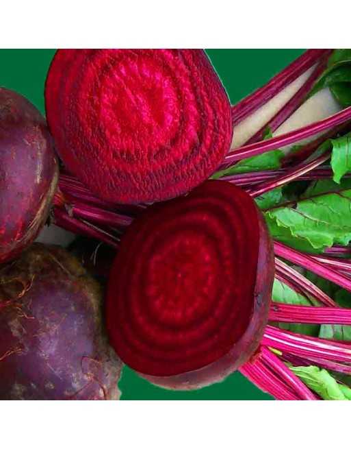 Crosby Egyptian Beet, Beetroot Seeds - [ Shop Canadian Seeds Online ]  - Beet - 
