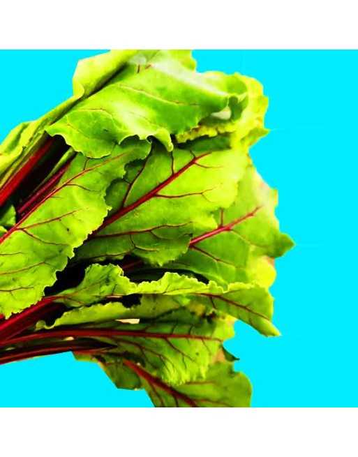 Green Beet Leaf, Lutz Heirloom Beet Seeds, Large & Hardy