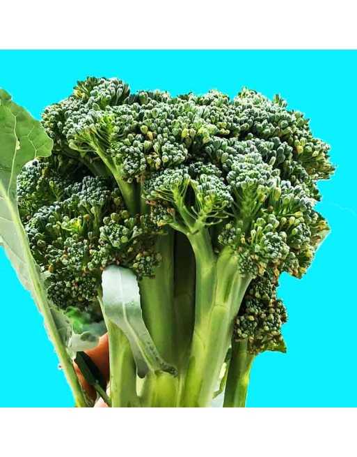 Waltham 29 Broccoli, North American Favorite, Broccoli Seeds - [ Shop Canadian Seeds Online ]  - Broccoli - 