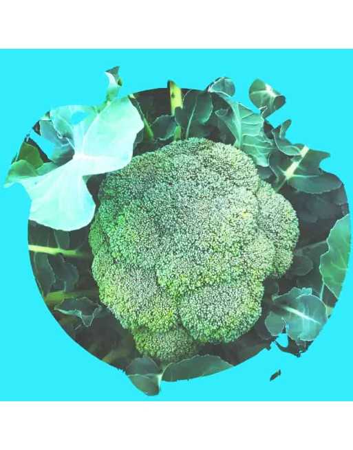Broccoli of Calabria, Ramoso Calabrese, Cavolo Broccolo, Broccoli Seeds - [ Shop Canadian Seeds Online ]  - Broccoli - 