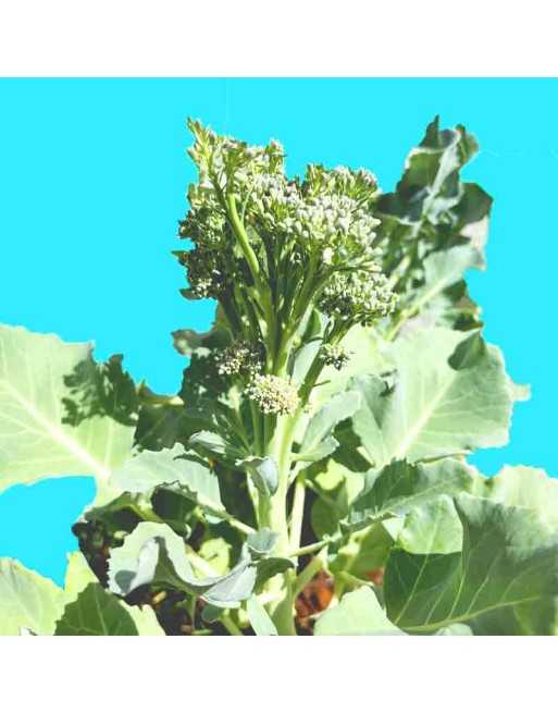 Mediterranean De Cicco Broccoli, Sprouting, Open Head, Italian Type, Broccoli Seeds - [ Shop Canadian Seeds Online ]  - Broccoli