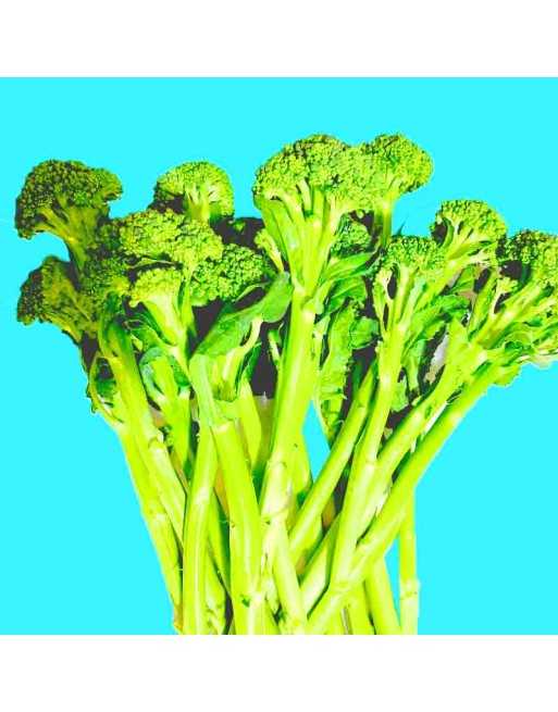 Italian Broccoletto Seeds, Rapini Marzatica, Sgaravatti Spring Rapini, Broccoli Raab, Broccoli Rabe, Cima di Rapa - [ Shop Canad
