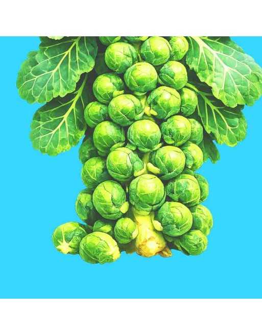 Catskill Brussel Sprouts, Choux De Bruxelles, Seeds - [ Shop Canadian Seeds Online ]  - Brussel Sprouts - 