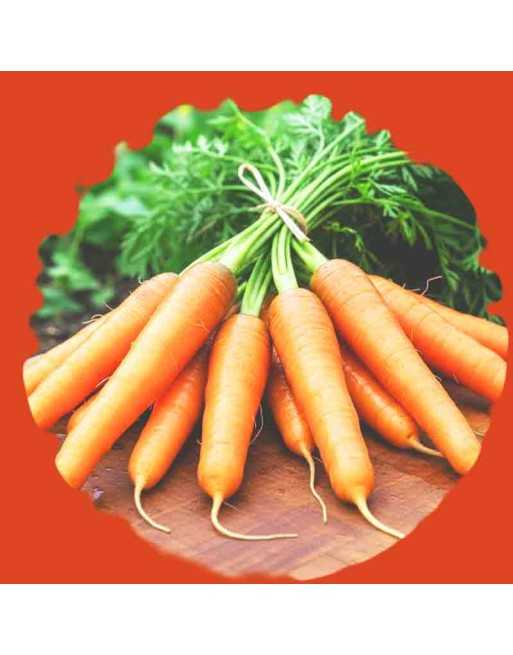 Danver's 126 Carrot, Organic, Daucus Carota Var. Sativus, Carrot Seeds - [ Shop Canadian Seeds Online ]  - Carrot - 