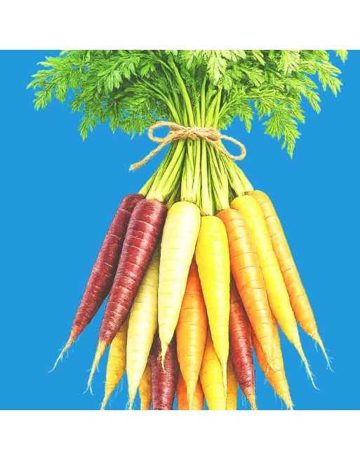 Premium Rainbow Carrots, Mix, Blend of Colored Carrots - [ Shop Canadian Seeds Online ]  - Carrot - 