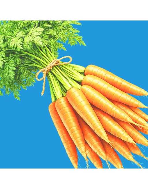Amsterdam 3, Sprint Carrot, Baby Carrot, Forging Carrot Seeds - [ Shop Canadian Seeds Online ]  - Carrot - 