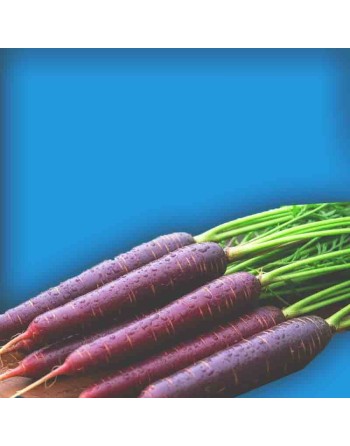 Purple Danver Carrot, Cosmic, Yellow/Orange Interior, Danver Type - [ Shop Canadian Seeds Online ]  - Carrot - 