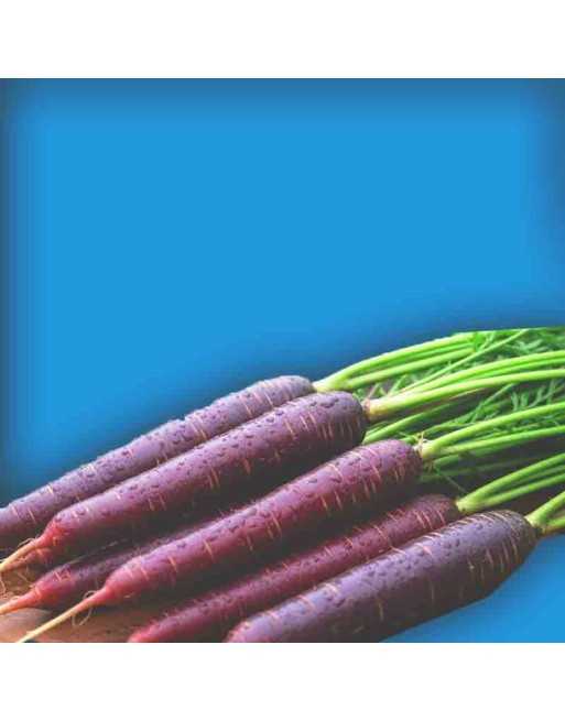 Purple Danver Carrot, Cosmic, Yellow/Orange Interior, Danver Type - [ Shop Canadian Seeds Online ]  - Carrot - 