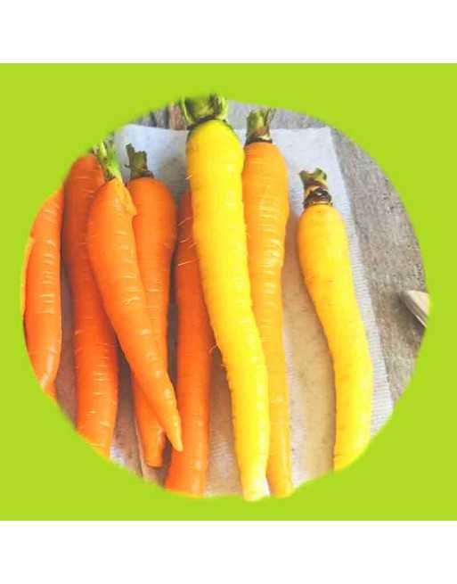 Lemon Yellowstone Carrot, Organic, Middle East Origin Carrot Seeds - [ Shop Canadian Seeds Online ]  - Carrot - 
