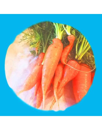 Imperator Carrots, Carrot Seeds, Heirloom - [ Shop Canadian Seeds Online ]  - Carrot - 