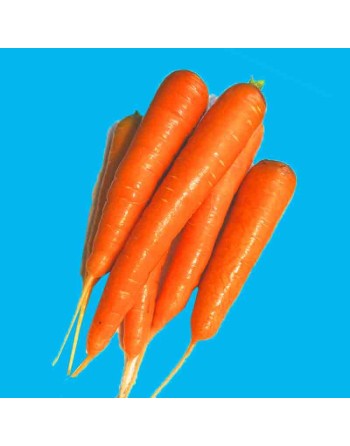 Japanese Carrot, Heirloom, Dark Red Carrot Seeds - [ Shop Canadian Seeds Online ]  - Carrot - 