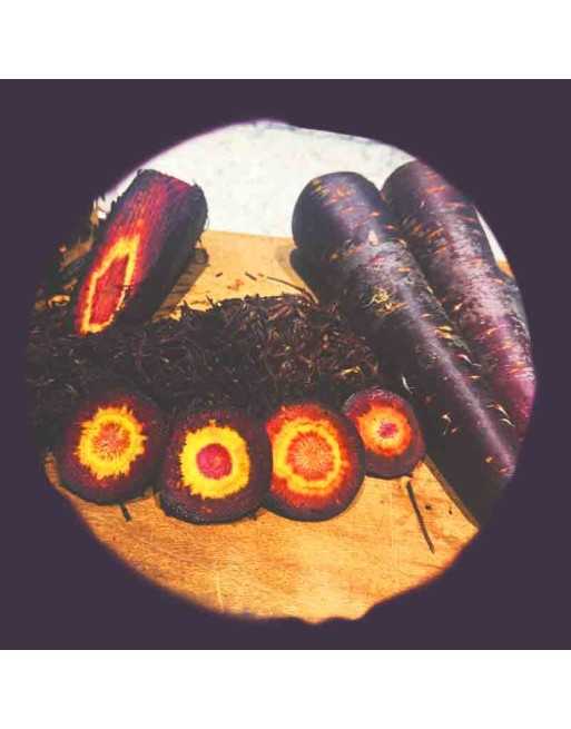 Zardak-e-Sia Daucus Carota. Black Carrot, Turkey Carrot Seeds - [ Shop Canadian Seeds Online ]  - Carrot - 