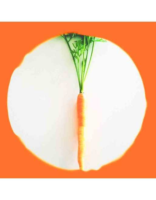 Scarlet Nantes Carrot, Long, Early Coreless Carrot Seeds - [ Shop Canadian Seeds Online ]  - Carrot - 