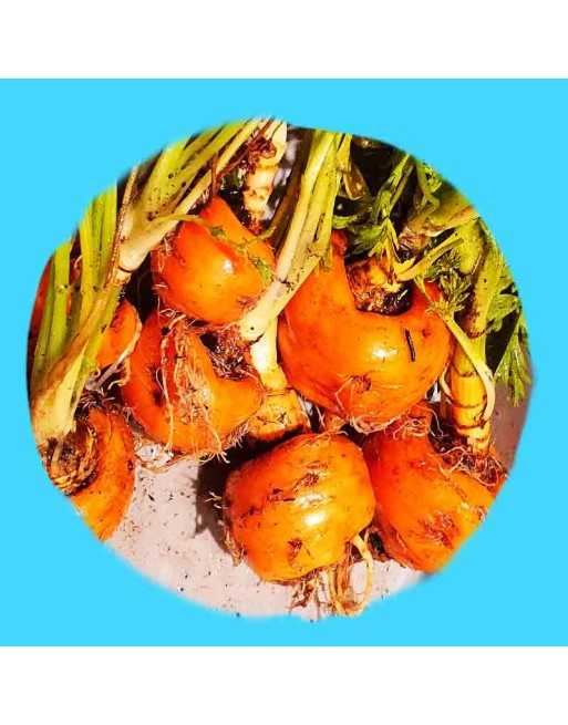 Parisian Carrots, Paris Market Carrots, France Carrot Seeds - [ Shop Canadian Seeds Online ]  - Carrot - 