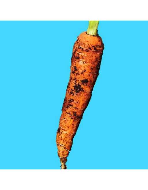 Amsterdam 2 Maxi Solo, Baby Carrot, Dutch, Coreless Carrot Seeds - [ Shop Canadian Seeds Online ]  - Carrot - 
