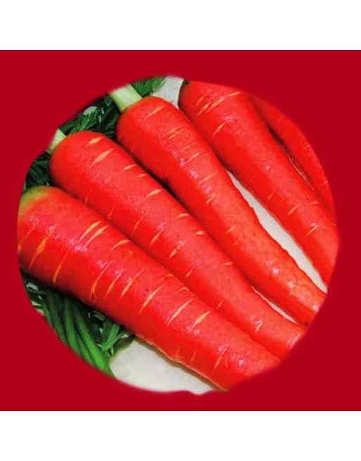 Atomic Red Carrot, Imperator Type Carrot Seeds - [ Shop Canadian Seeds Online ]  - Carrot - 