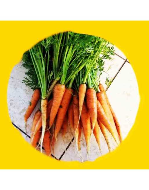 Tendersweet Carrot, Imperator Type, German Variety, Coreless Carrot Seeds - [ Shop Canadian Seeds Online ]  - Carrot - 
