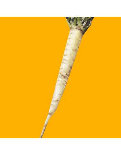 Lunar White Carrot, Heirloom, White Carrot Seeds - [ Shop Canadian Seeds Online ]  - Carrot - 