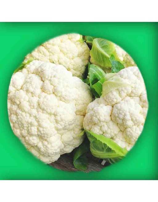 Cauliflower, Snowball, Cauliflower Seeds, Palla Di Neve - [ Shop Canadian Seeds Online ]  - Cauliflower - 
