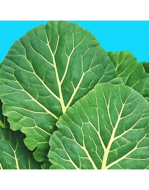 Vates Collard, Collard Greens Seeds - [ Shop Canadian Seeds Online ]  - Collard Greens - 