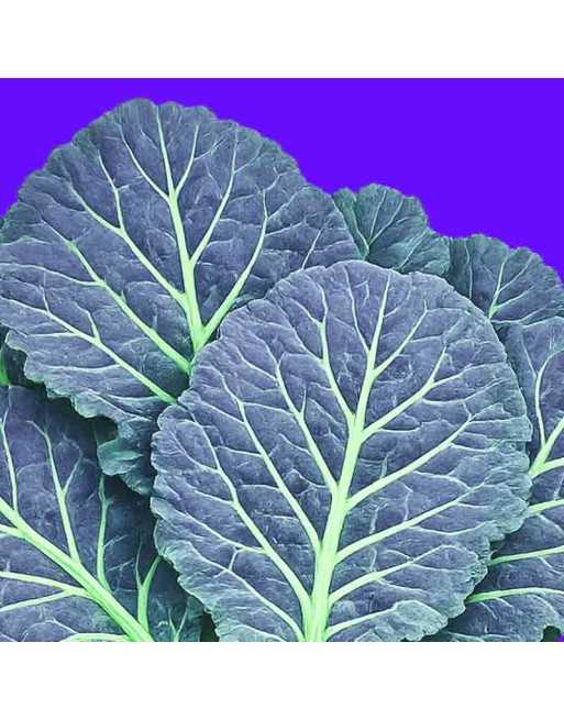 Blue from Groningen Leaf Collard, Dutch Collard Seeds - [ Shop Canadian Seeds Online ]  - Collard Greens - 