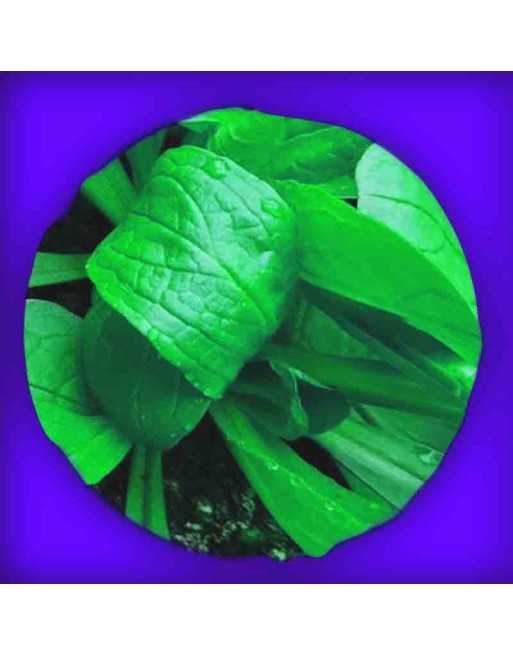 Lamb's Lettuce Vit Corn Salad, Organic, French Variety Corn Salad Seeds - [ Shop Canadian Seeds Online ]  - Corn Salad - 