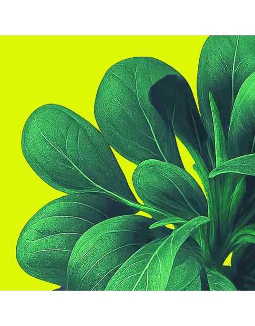 Lamb’s Lettuce Corn Salad Seeds - [ Shop Canadian Seeds Online ]  - Corn Salad - 