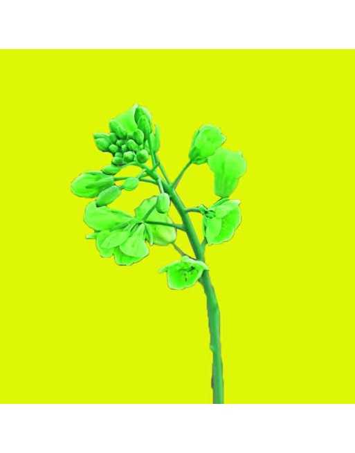 White Mustard Seeds, Dijon Mustard, Moustarde - [ Shop Canadian Seeds Online ]  - Vegetable Seeds - 