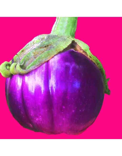 Rotonda Bianca Eggplant Rosa Bianca, Romanesca, Sfumata di Rosa - [ Shop Canadian Seeds Online ]  - Eggplant - 