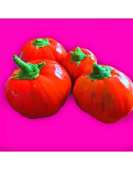 Turkish Eggplant Seeds, Orange, Solanum aethiopicum - [ Shop Canadian Seeds Online ]  - Eggplant - 