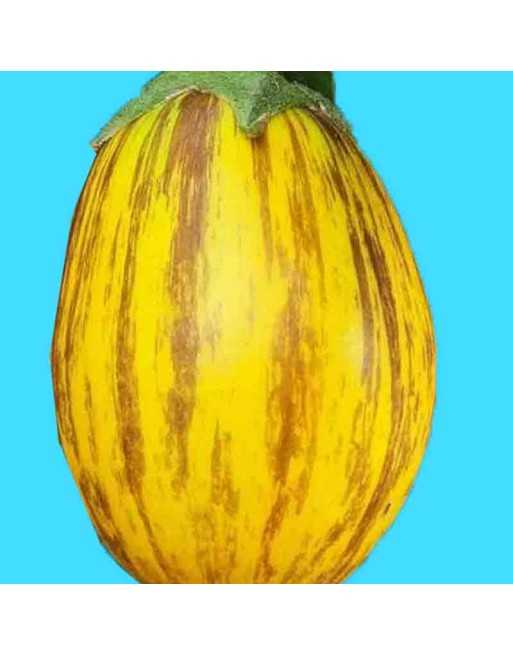 Tricolor Udumalapet Eggplant, Purple/White Eggplant, Tamil Nadu Indian Origin - [ Shop Canadian Seeds Online ]  - Eggplant - 
