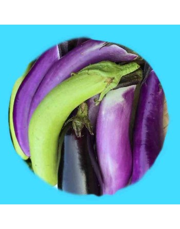 Asian Pingtung Eggplant, Ping Tung Long Eggplant, Taiwan - [ Shop Canadian Seeds Online ]  - Eggplant - 