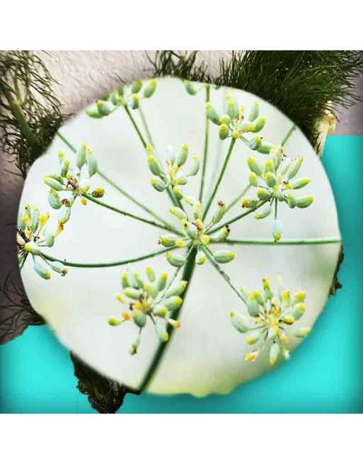 Smokey Fennel, Ornamental Herb, Herb Seeds - [ Shop Canadian Seeds Online ]  - Fennel - 