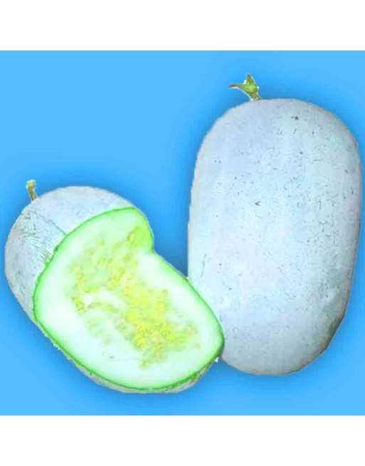 Ash Gourd, Southeast Asian Seeds, Winter Gourd Seeds - [ Shop Canadian Seeds Online ]  - Gourds - 