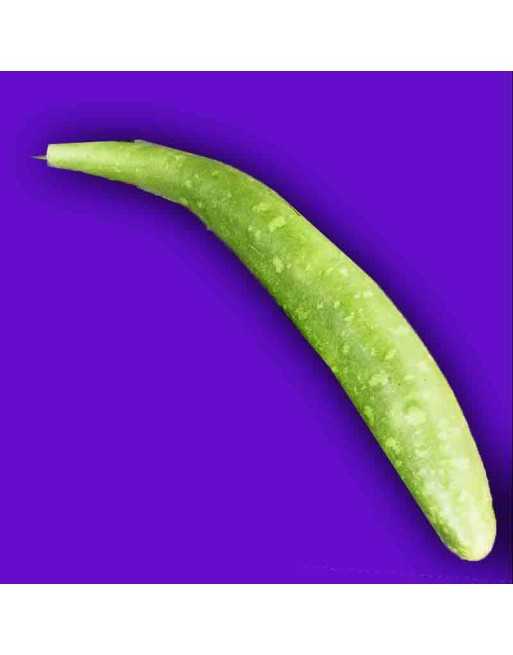 Sicilian Snake Cucuzzi, Italian Slender Long Zucchini, Serpent of Sicily, Edible Gourd Seeds - [ Shop Canadian Seeds Online ]  -