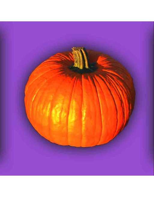 Connecticut Field Large Pumpkin Seeds, Jack-O-Lantern Type - [ Shop Canadian Seeds Online ]  - Pumpkin - 