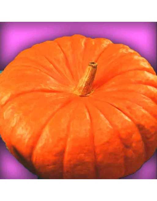 Cinderella Pumpkin Seeds, Rouge Vif d'Etampes, Decorative Winter Squash, France Origin - [ Shop Canadian Seeds Online ]  - Pumpk