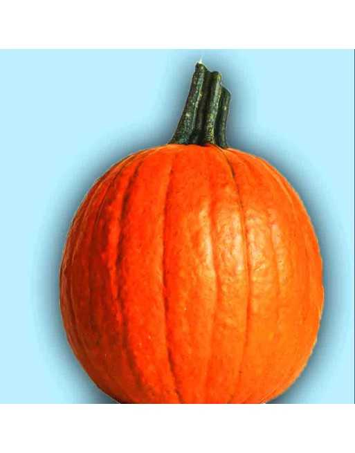 Small Sugar Pie Pumpkin Seeds - [ Shop Canadian Seeds Online ]  - Pumpkin - 