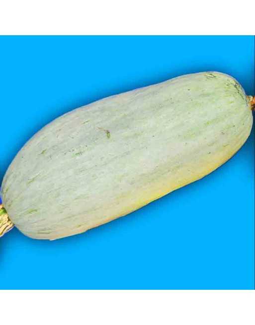 Guatemalan Blue Squash Seeds, South American, Fall/Winter - [ Shop Canadian Seeds Online ]  - Squash - 