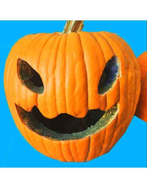 Pumpkin, Gourd, Jack'O Lantern Seeds, Pepita - [ Shop Canadian Seeds Online ]  - Pumpkin - 