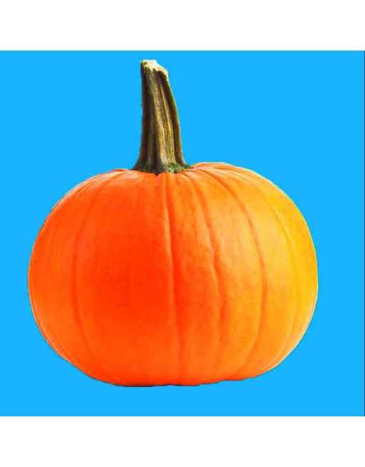 Howden Halloween Pumpkin, Large, Field Pumpkin Seeds - [ Shop Canadian Seeds Online ]  - Pumpkin - 