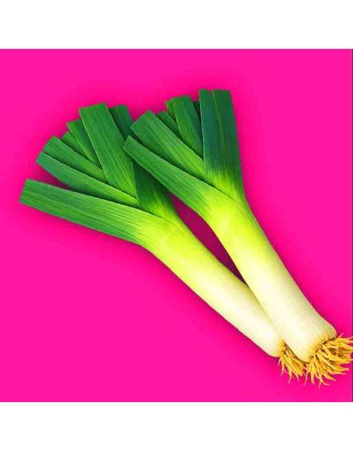 Italian Carentan Leek 2, Swiss Giant Leek Seeds - [ Shop Canadian Seeds Online ]  - Leek - 