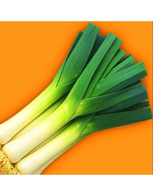 Autumn Giant Leek, Roman Leek Seeds - [ Shop Canadian Seeds Online ]  - Leek - 