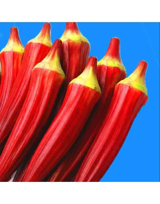 Red Okra Seeds, Abelmoschus Esculentus, Lady Fingers, East Africa - [ Shop Canadian Seeds Online ]  - Okra - 