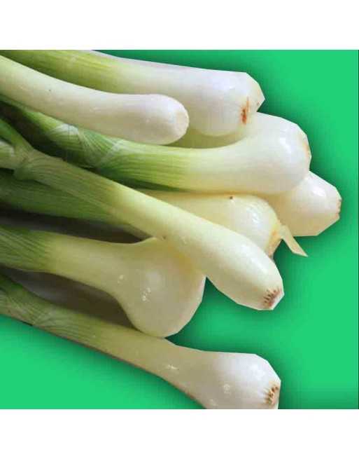 Japanese Ishikura Welsh Bunching Onion Seeds, Green Onions - [ Shop Canadian Seeds Online ]  - Onion - 