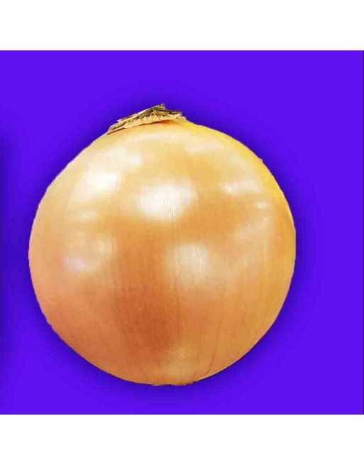 'Golden' Onion of Parma, Italy, Golden Yellow Onion Seeds - [ Shop Canadian Seeds Online ]  - Onion - 