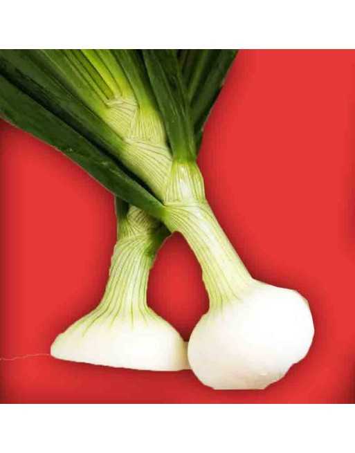 Crystal White Wax 'White Pickling' Onion, White Bermuda Onion Seeds - [ Shop Canadian Seeds Online ]  - Onion - 