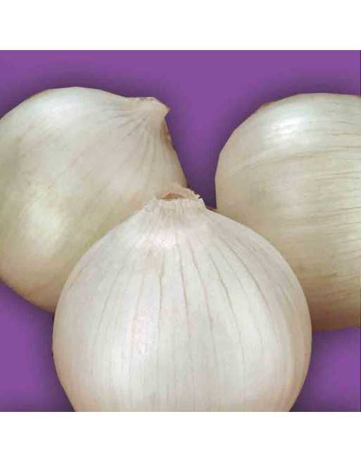 Barletta Pearl Onion, Cocktail Onions, Tonda Musona Salad Onion Seeds - [ Shop Canadian Seeds Online ]  - Onion - 