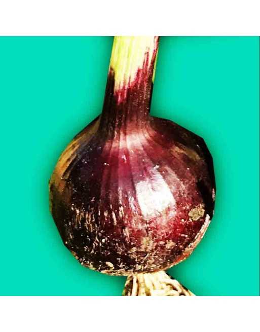 Red Baron Bunching Onion, Organic Onion Seeds - [ Shop Canadian Seeds Online ]  - Onion - 
